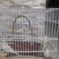 عروس هلندی