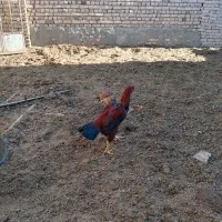 خروس لاری اصیل