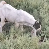 نر بز|حیوانات مزرعه|بندر گناوه, |دیوار