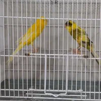قناری درشت و کشیده