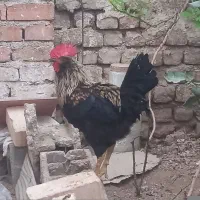 خروس گلین