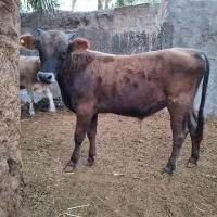 5جلب|حیوانات مزرعه|بم, |دیوار