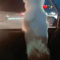 حیوان|سگ|بندرعباس, |دیوار