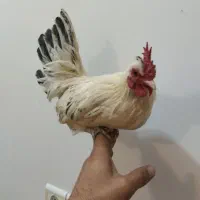 خروس مینیاتوری|حیوانات مزرعه|شهرضا, |دیوار