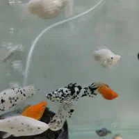 انواع گوپی و مولی / آکواریوم بهروز|ماهی|زنجان, |دیوار