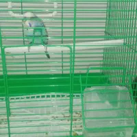 حیوان خانگی|پرنده|اردبیل, |دیوار