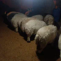 بره نر چاق|حیوانات مزرعه|مشهد مرغاب, |دیوار