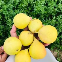 فروش نهال پیوندی و اصلاح شده|خدمات باغبانی و درختکاری|شهرکرد, |دیوار