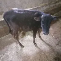 گوساله نر یک ساله