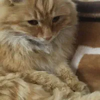 گربه گم شده|گربه|یزد, |دیوار