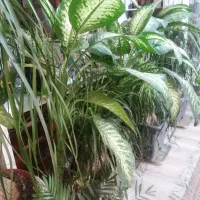 گیاهان اپارتمانی از۳۵۰ ببالا|گل و گیاه طبیعی|رستم‌آباد, |دیوار