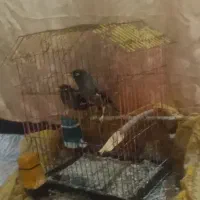 یک عدد پرنده