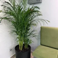 فروش نخل اریکا و نیکلا لوکس اپارتمانی گارانتی