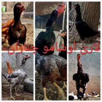 تخم مرغ نطفه دار لاری اوشامو افغان|حیوانات مزرعه|چناران, |دیوار
