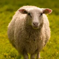 چوپان ماهر دامداری سنتی