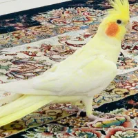 فروش عروس هلندی لوتینو دستی|پرنده|شیراز, شهرک مفتح|دیوار