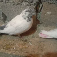 چند جفت کله دم سبز ازم دزدیده شده