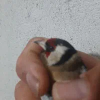 سره نر|پرنده|قم, شهرک امام حسن|دیوار