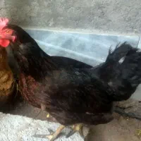 مرغ محلی تخمی