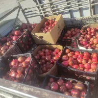 انار ربی وابگیری|خوردنی و آشامیدنی|لردگان, |دیوار