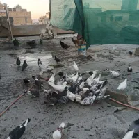 کفتر