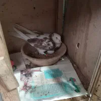 جفت کفتر
