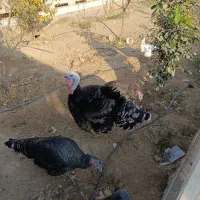 بوقلمون|حیوانات مزرعه|پیشوا, |دیوار