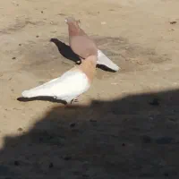 باشی ساری وقوردی