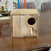 طوطی برزیلی ماده|پرنده|کرج, ساماندهی|دیوار