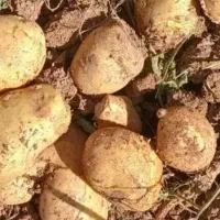 سیب زمینی بذری