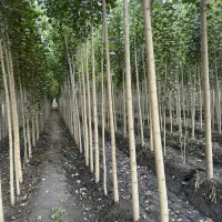 جشنواره فروش نهــال با تخفیف ویژه و نـهال هدیه|خدمات باغبانی و درختکاری|بابل, |دیوار