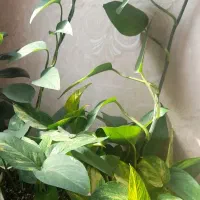 گلهای بسیار شاداب و زیبا|گل و گیاه طبیعی|پرند, فاز ۴|دیوار