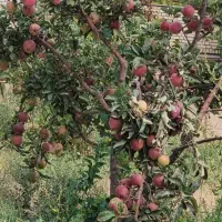 سیب قرمز زرد درشت و آبگیری و سرکه|خوردنی و آشامیدنی|تهران, قناتکوثر|دیوار