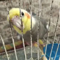 پرنده عروس گمشده