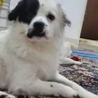 گمشده محدوده مسکن مهر