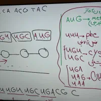 به دنبال دبیر زیست دوازدهم با قیمت مناسب