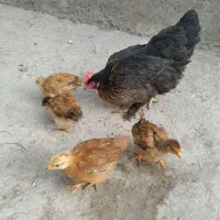 ۵تاجوجه مرغ طبیعی ۵۰روزه