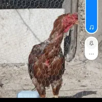 خروس لاری فقط معاوضه