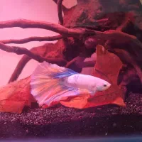 فایتر|ماهی|حمیدیا, |دیوار