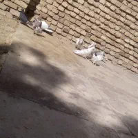 کفتر|پرنده|نهاوند, |دیوار