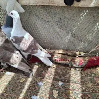 دوکت نامبر المانی و کوهی عتیغه
