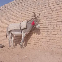 خر الاغ گله ای گوسفند|حیوانات مزرعه|برخوار, |دیوار