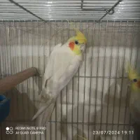 جفت عروس هلندی لوتینو مولد|پرنده|اصفهان, بوستان کوهستانی صفه|دیوار