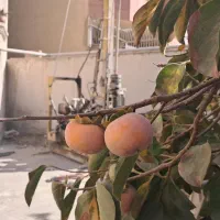 استخدام حفار ژئوتکنیک نظام مهندسی تهران