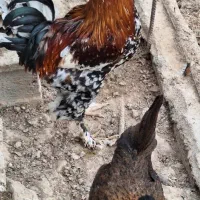 مرغ و خروس دیلگونی