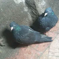 کفتر جوجه کله سیاه مسافتی پلاکی اردن