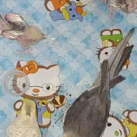 خانواده عروس هلندی