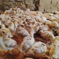 بوقلمون یک ماهه بوربون