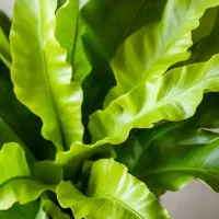 محصول که سود می کنی