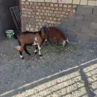 گوسفند نر و بره ماده